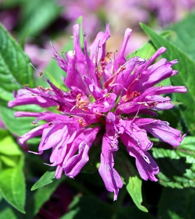 Bee Balm Grand Parade™